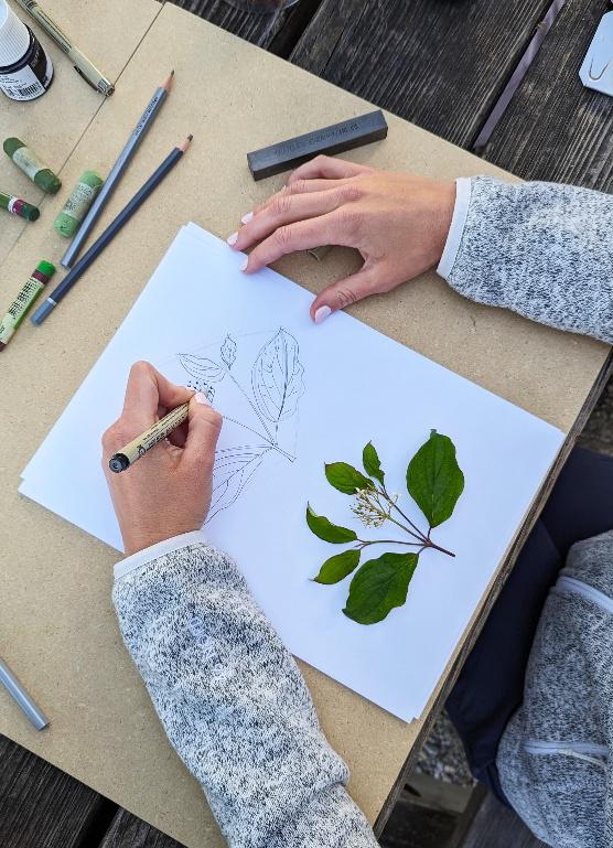 Illustration botanique par Zoé Maeder